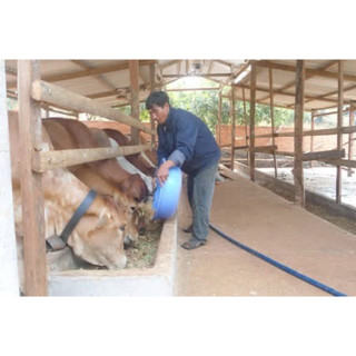 vỗ béo gia súc