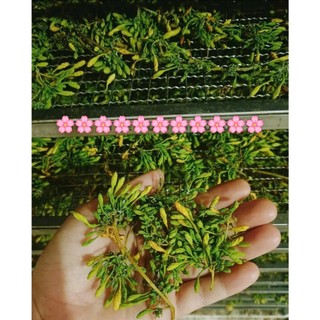 Hoa Đu Đủ Đ.ự.c Sấy Khô - Mộc Organic