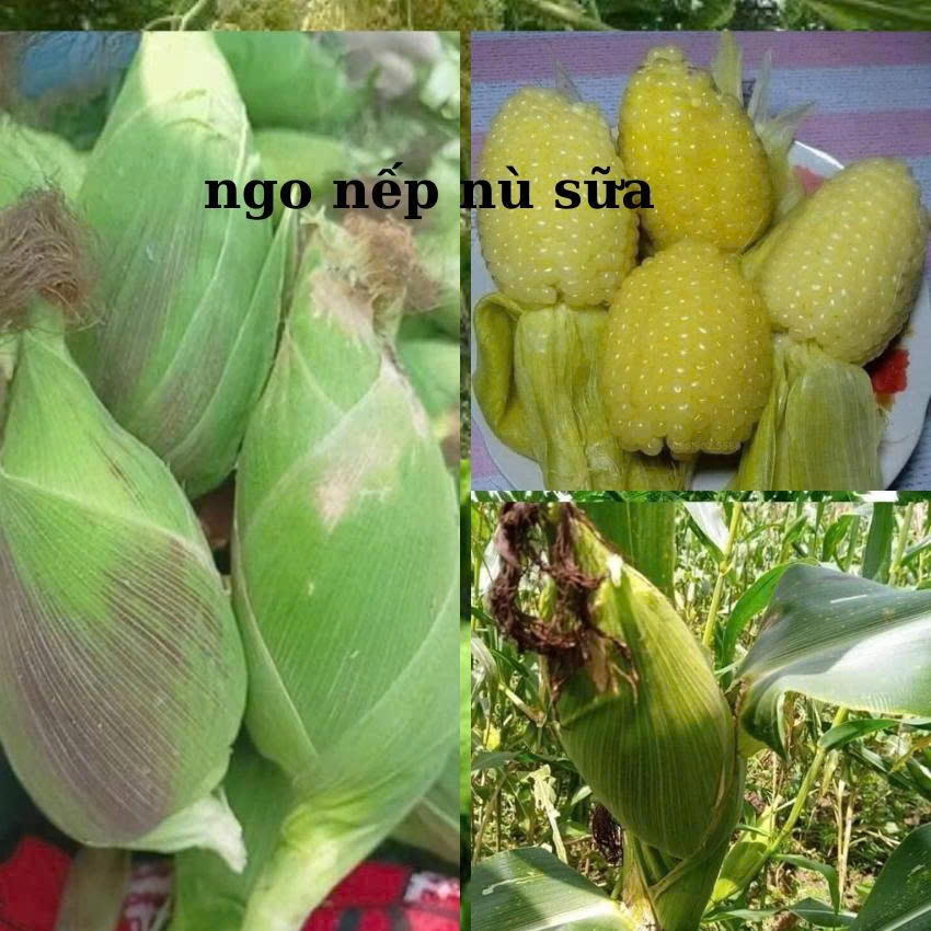 200 hạt Hạt giống ngô nếp nù sữa (bắp nếp nù dẻo ngọt)