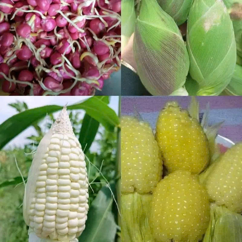 Hạt giống bắp nếp nù sữa (hay ngô nếp nù sữa) gói 200 hạt