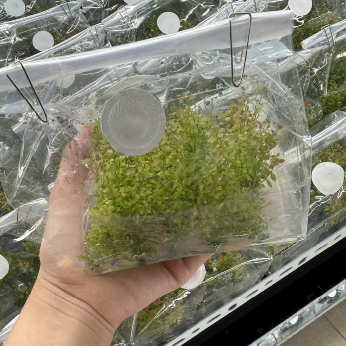Túi nuôi cấy mô HEPA Filter Plant Tissue Culture Bag vô trùng nuôi cấy mô thực vật 5-30 túi lab ster