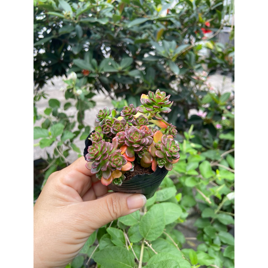 Sedum hoa hồng