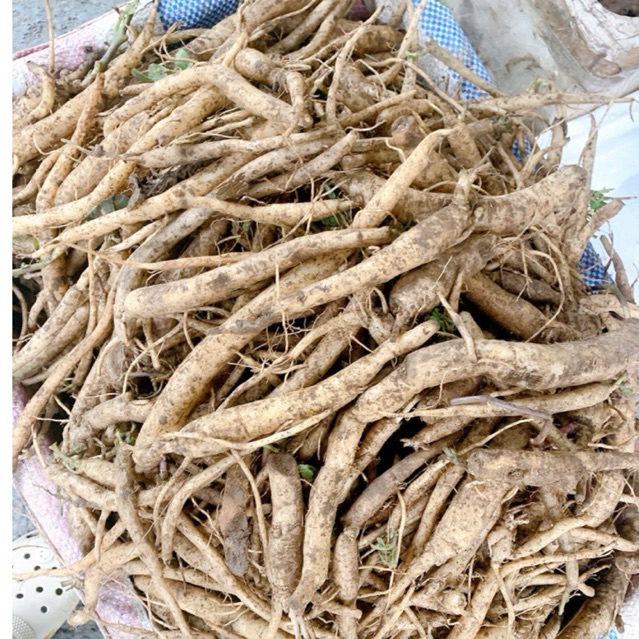 1kg Đẳng Sâm Tươi -Khô Rừng Lai Châu