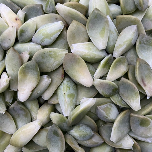 150 lá mầm sen đá hồng mập, hồng mập huyết, đá tuyết, đá tím