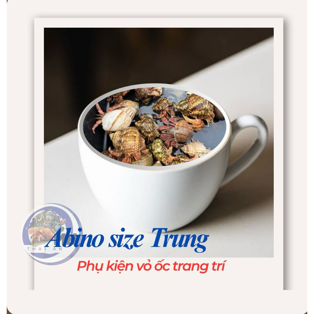 Vỏ Ốc Mượn Hồn Rugo Abino Size Trung