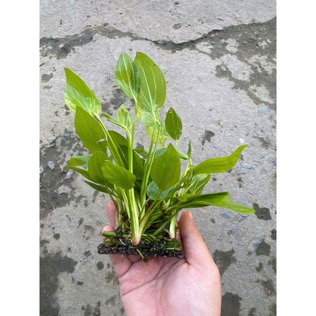 Lan Nước gắn Napas - Cây thủy sinh