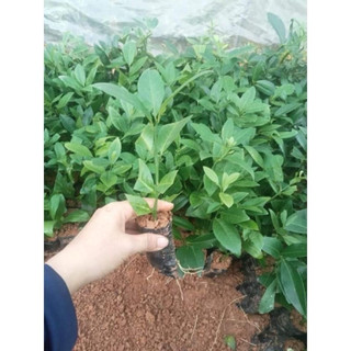 Cây giống chanh ta ăn lá ăn quả ( mua 10 tặng 1) -
