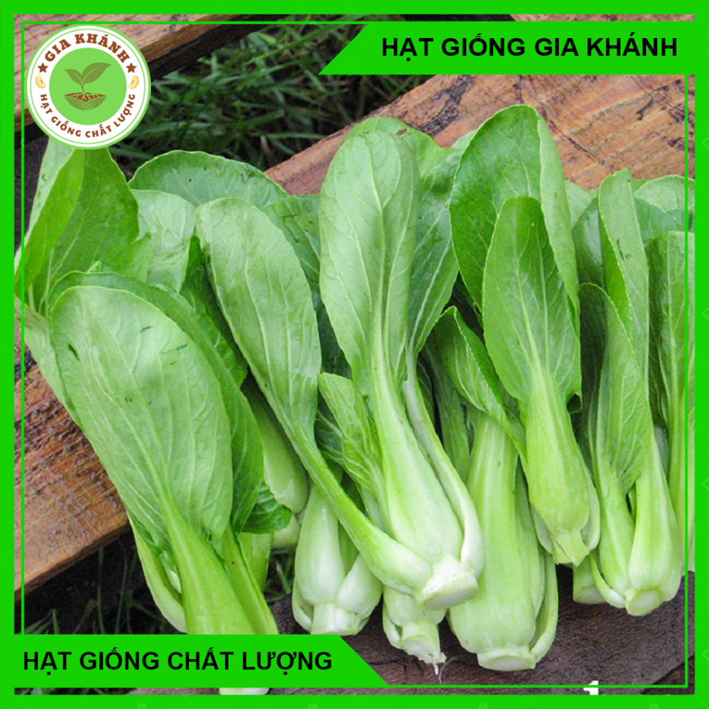 Hạt Giống Rau Cải Thìa/ Cải Chip ( cải thìa xanh)-5gram - Hạt Giống Gia Khánh