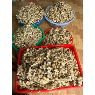 Bột gừng sẻ đồi vân tím nhà làm