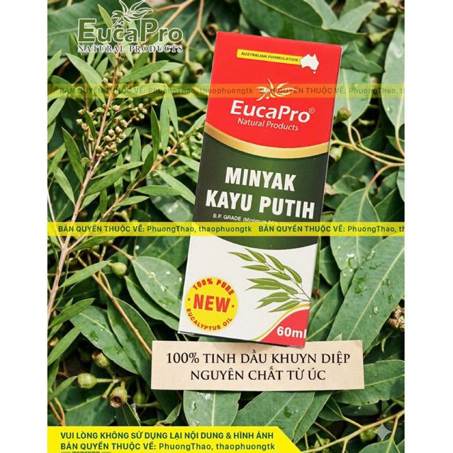 Dầu Khuynh Diệp Eukybear / Eucapro 60ml