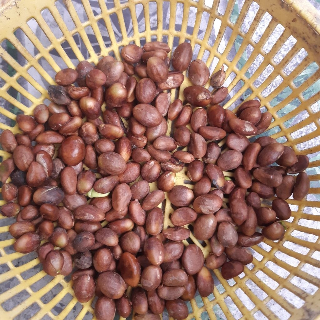 hạt giống cây Nhót Nhật (biwa), nhót ngọt Nhật Bản