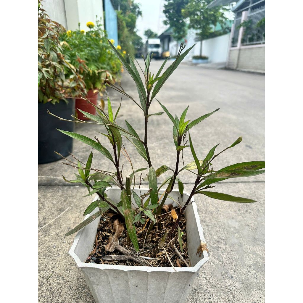 [Hỏa tốc 3h] Chậu cây chiều tím - nở hoa màu tím quanh năm - dễ trồng - cây trồng sân vườn