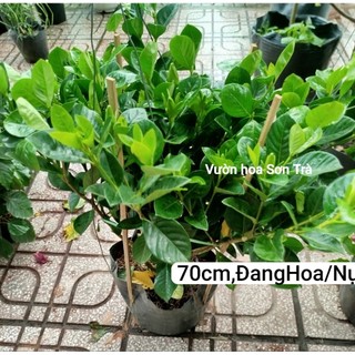 (VHST giao trong ngày) CÂY HOA DÀNH DÀNH (BẠCH THIÊN HƯƠNG) hoa kép, rất thơm.