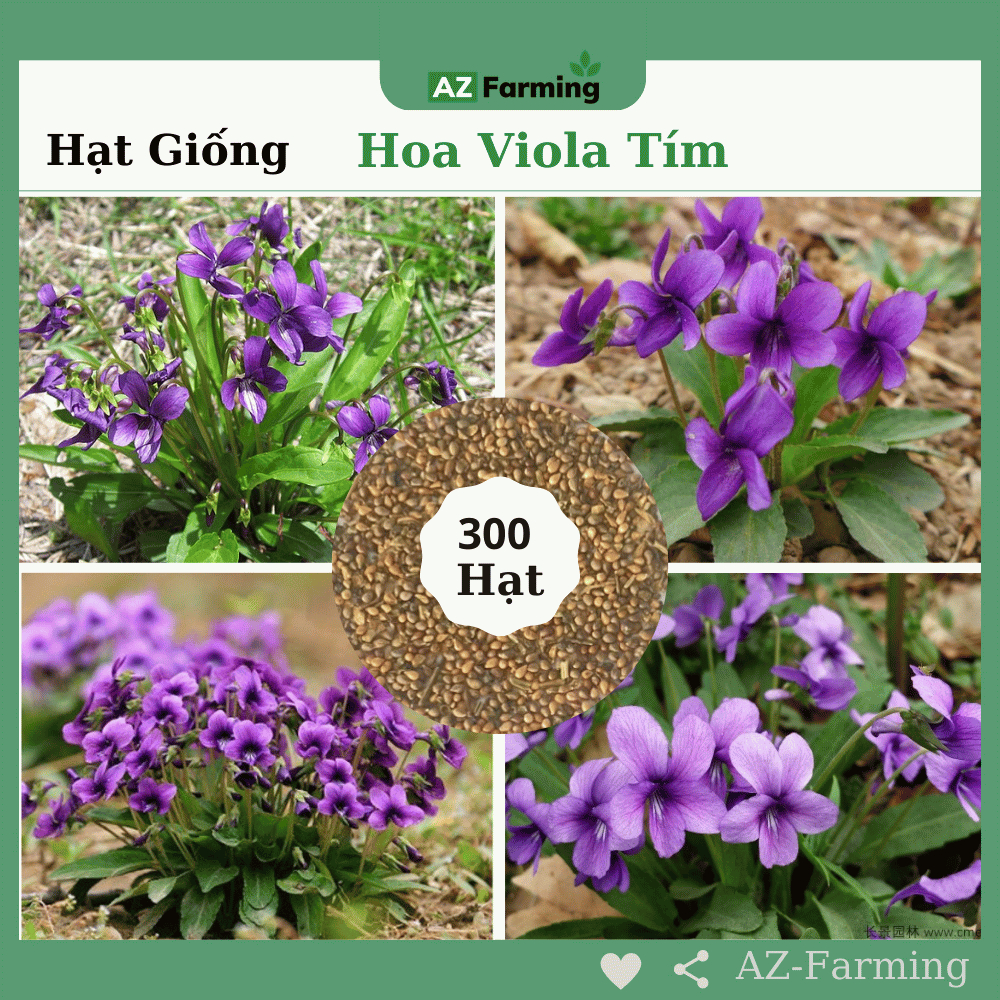 Hạt Giống Hoa Viola Tím - Gói 300 Hạt - AZ Farming