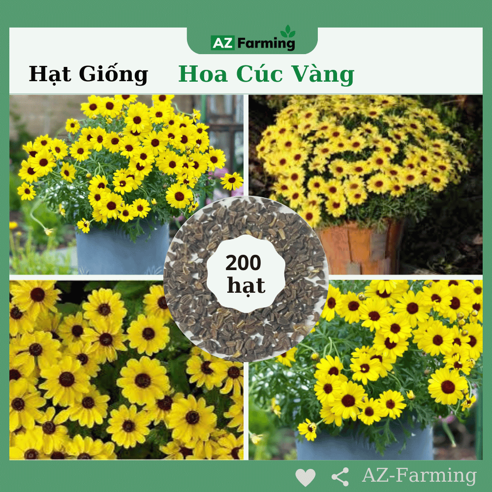 Hạt Giống Hoa Cúc Vàng - Gói 200 Hạt - Az Farming