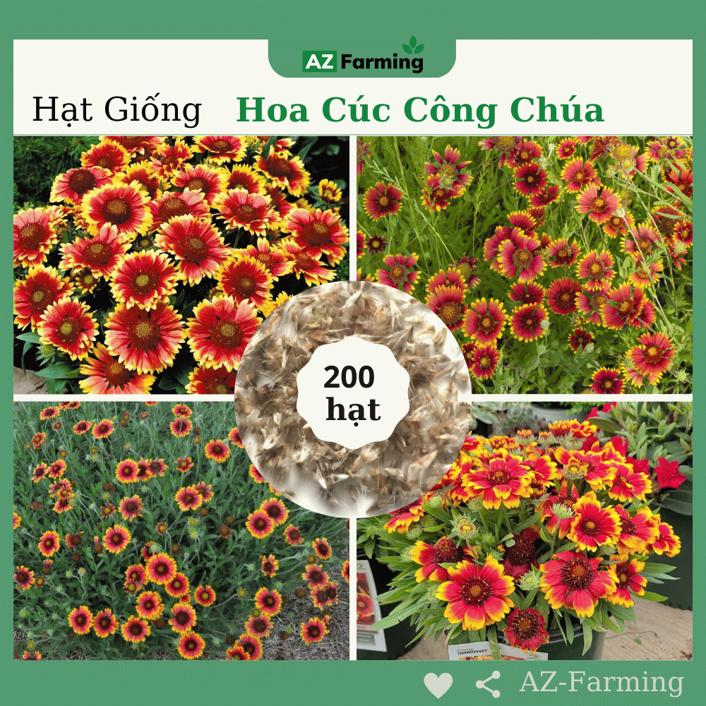 Hạt Giống Hoa Cúc Công Chúa - Gói 200 Hạt - AZ Farming