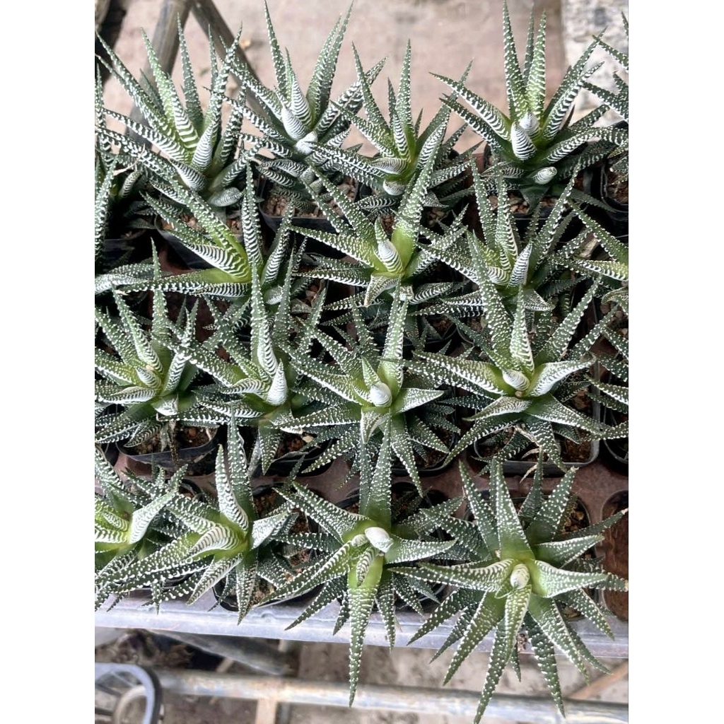 Sen đá móng rồng 7-8cm