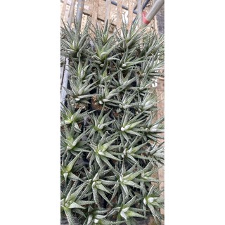 Sen đá móng rồng 7-8cm