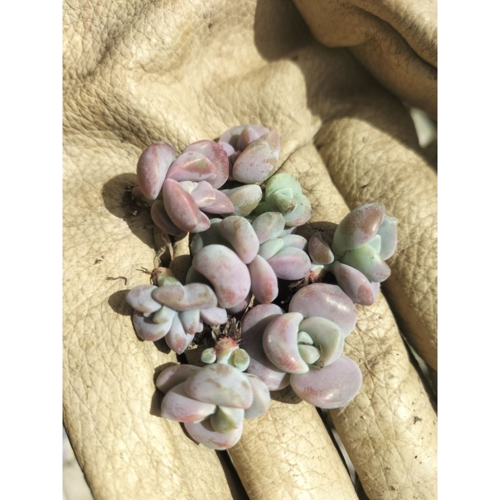 Mầm sen đá hồng mập -