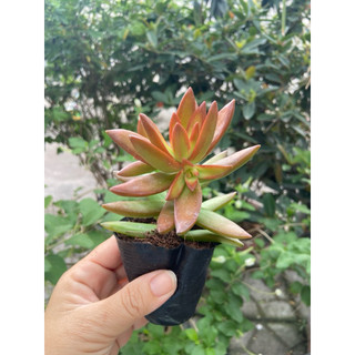 Sen đá size bầu