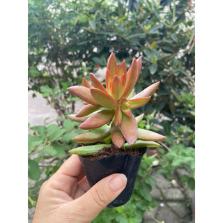 Sen đá size bầu