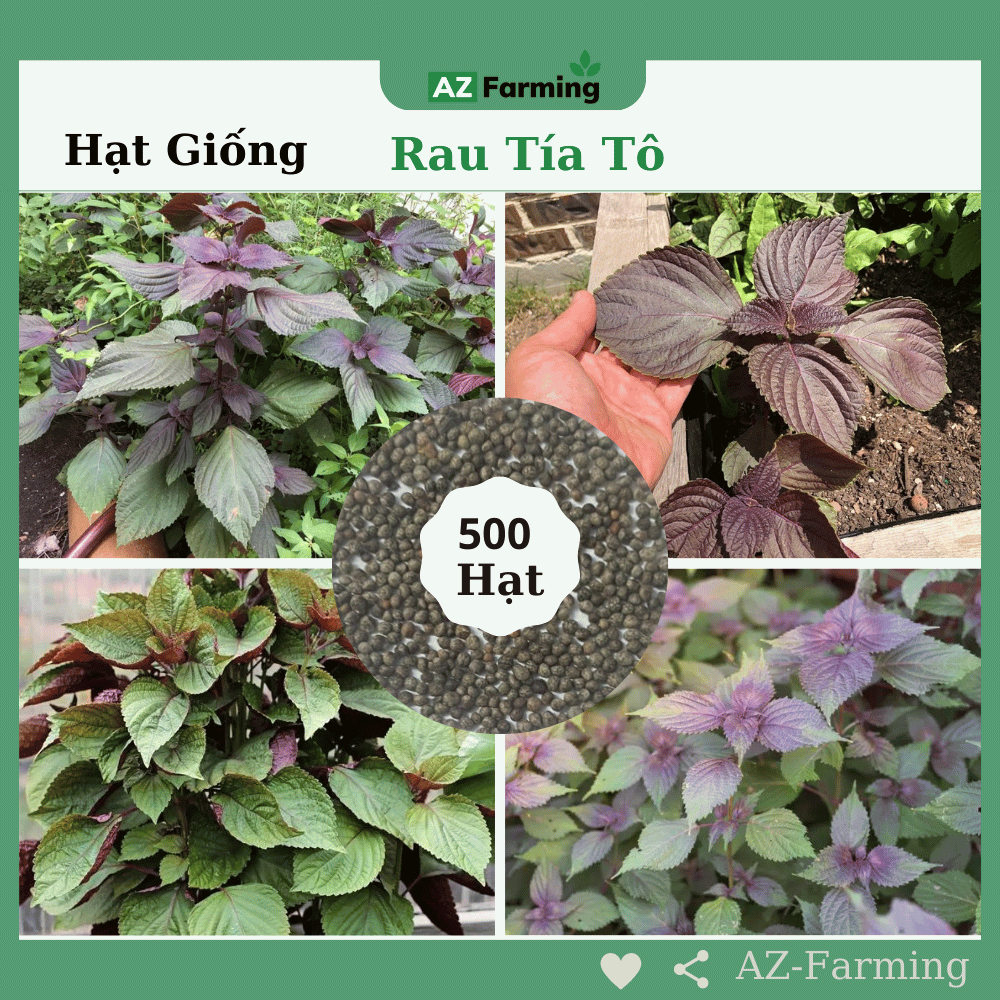 Hạt Giống Rau Tía Tô - Gói 500 Hạt - AZ Farming