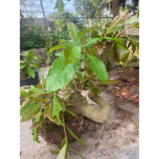 cây lộc vừng phôi bonsai hàng vip