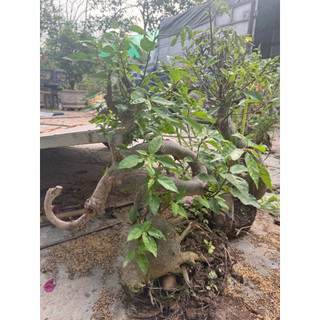 cây lộc vừng phôi bonsai hàng vip