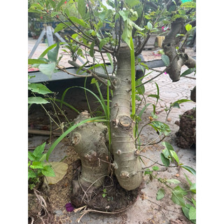 cây lộc vừng phôi bonsai hàng vip