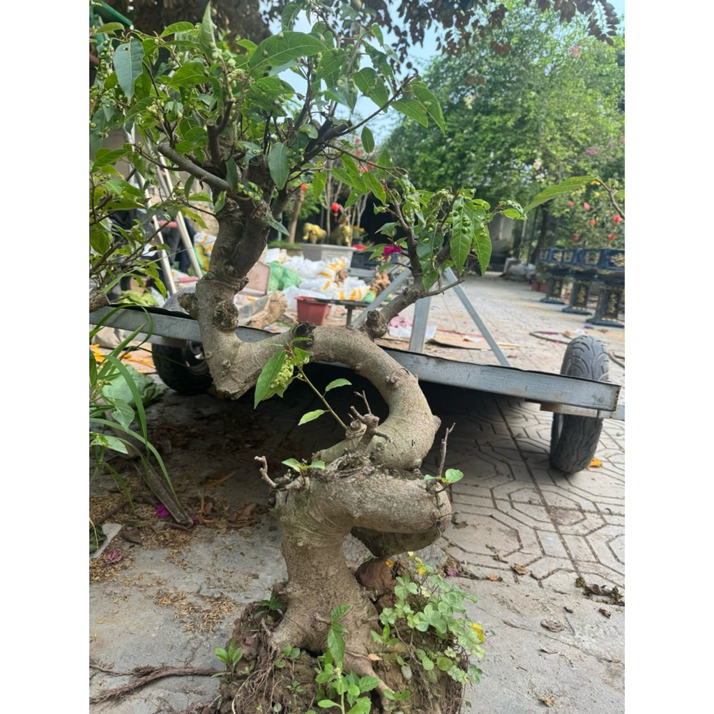 cây lộc vừng phôi bonsai hàng vip