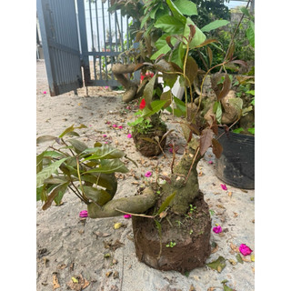 cây lộc vừng phôi bonsai hàng vip