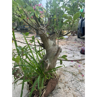 cây lộc vừng phôi bonsai hàng vip
