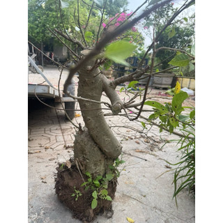 cây lộc vừng phôi bonsai hàng vip