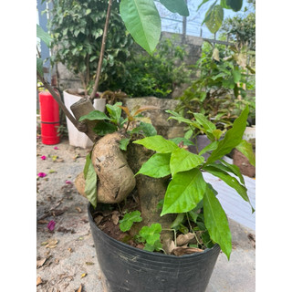 cây lộc vừng phôi bonsai hàng vip