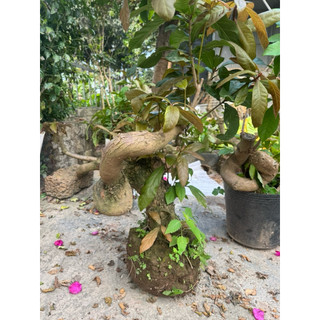 cây lộc vừng phôi bonsai hàng vip