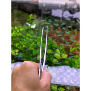 Nhíp cắm cây thuỷ sinh chất liệu inox Jusuo tiện lợi khi trồng cây thuỷ sinh