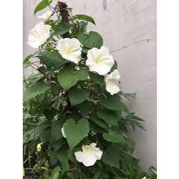 #Hạt_giống_hoa_Chom_Chan ( tặng kích mầm )