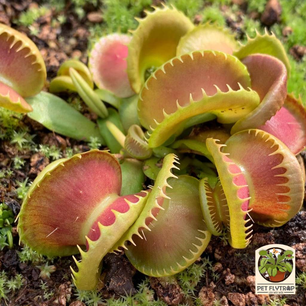 Trang Trí Vườn Bẫy Kẹp Bloody Nurse Dionae muscipula 'Bloody Nurse' | PETFLYTRAP