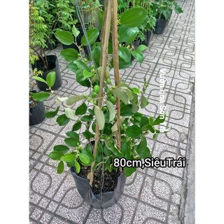 (VHST giao trong ngày) CÂY TÁO THÁI đang hoa/trái.