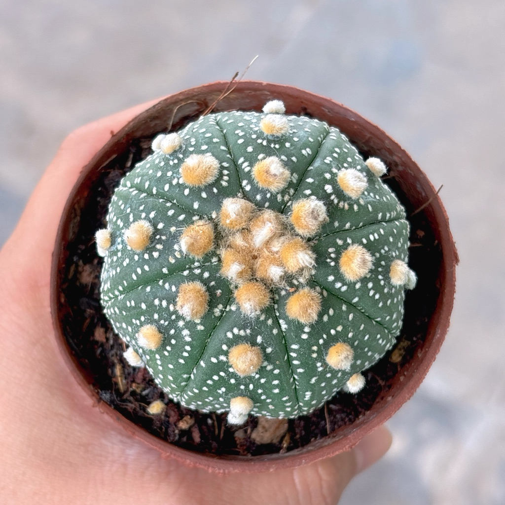 Xương Rồng ASTER KABUTO NUDUM size 5cm Gieo hạt Thái (Shop chọn ngẫu nhiên)