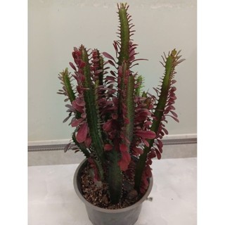 xương rồng euphoria var trắng