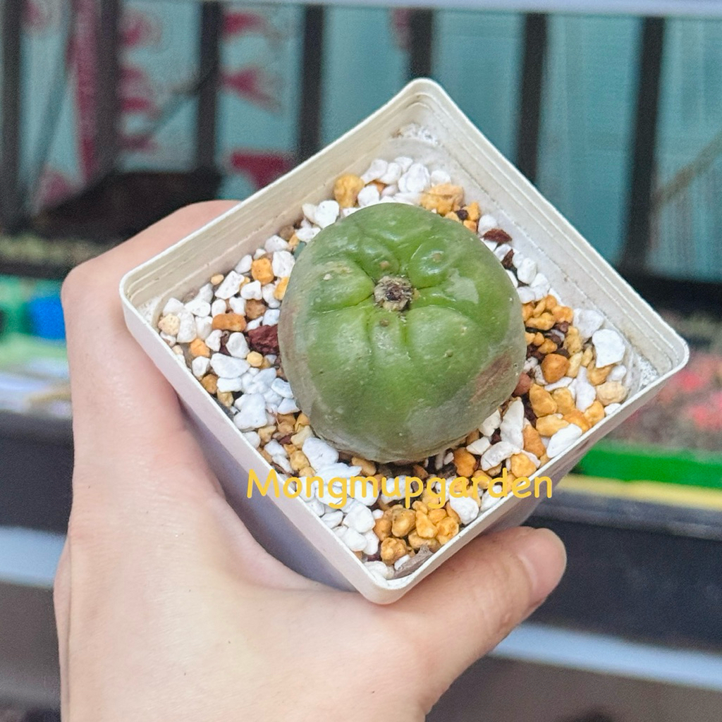 [Size 3.5-4.5cm] 1 Chậu xương rồng không gai lopho ngẫu nhiên