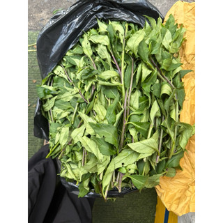 rau rừng Gia lai (rau lũi) 500g