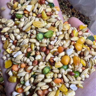 Ngũ Cốc Bồ Câu 5KG 135k tặng Muỗng Xúc