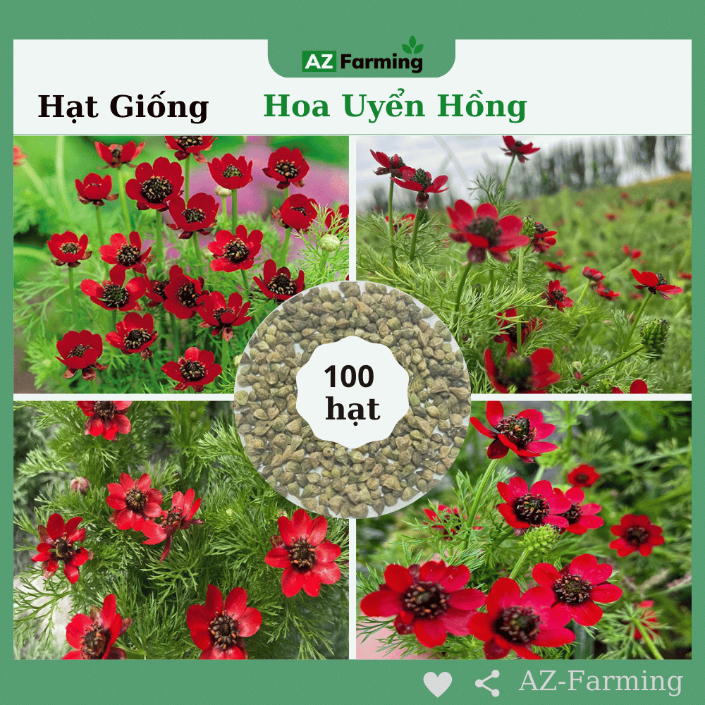 Hạt Giống Hoa Uyển Hồng - Gói 100 Hạt - AZ Farming