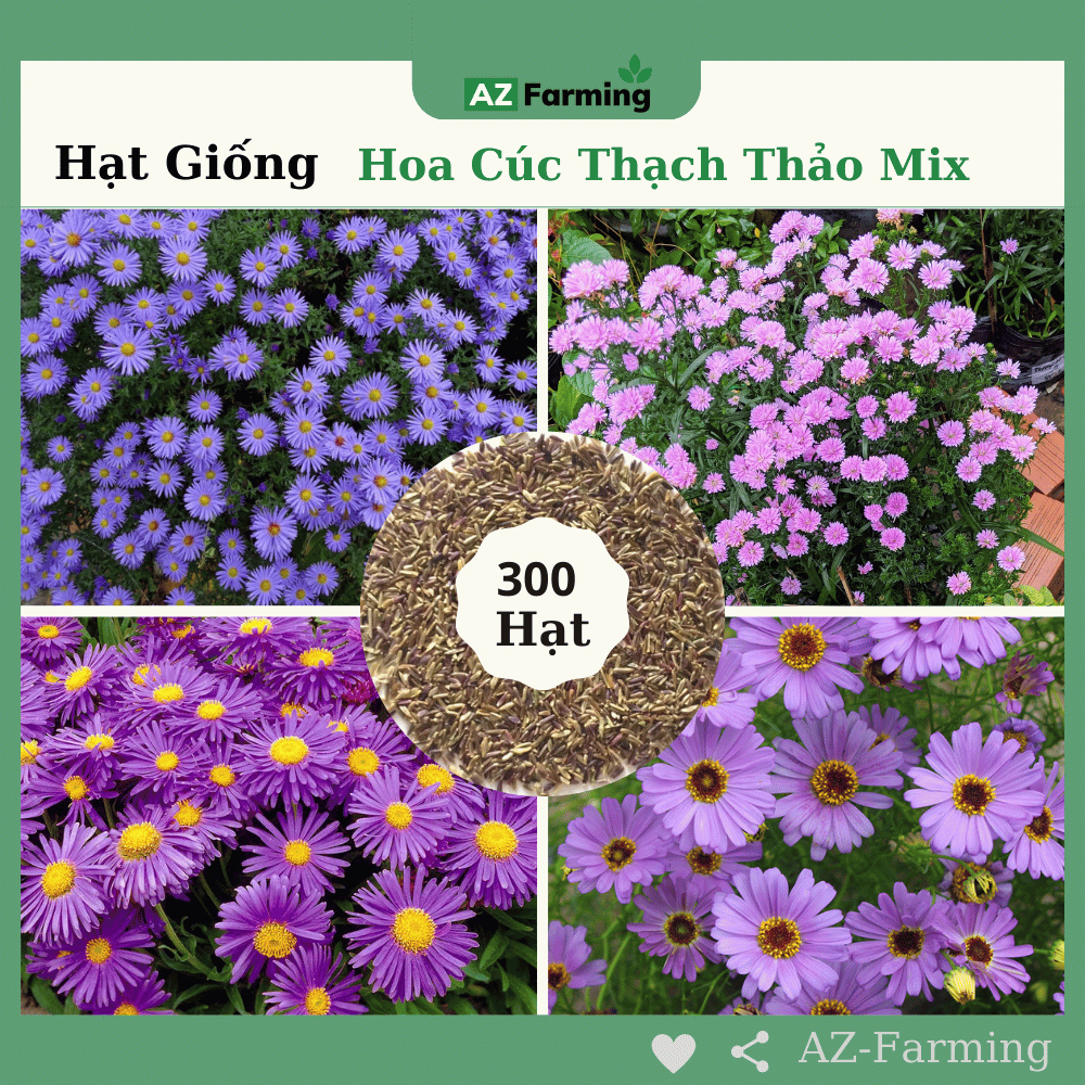 Hạt Giống Hoa Cúc Thạch Thảo (Cúc Cánh Mối) Nhiều Màu - Gói 300 Hạt - AZ Farming