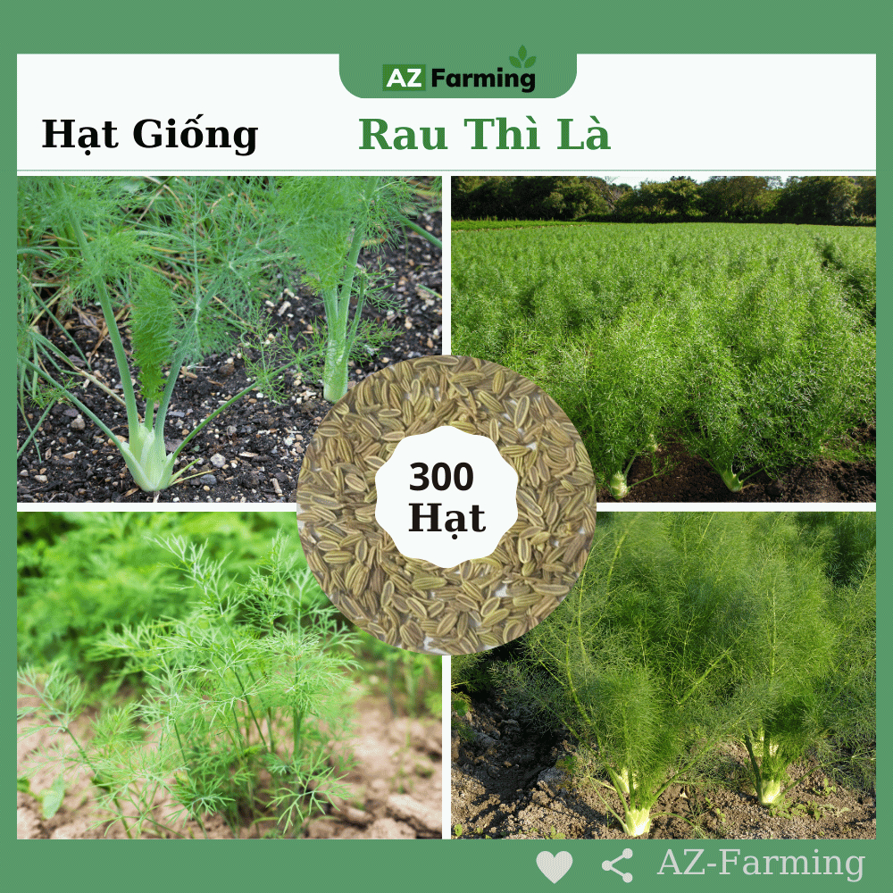 Hạt Giống Rau Thì Là - Gói 300 Hạt - AZ Farming