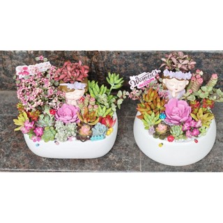 Combo chậu cô gái kèm chậu bèo trồng full sen đá chậu đkinh 16cm, 20cm và 22cm
