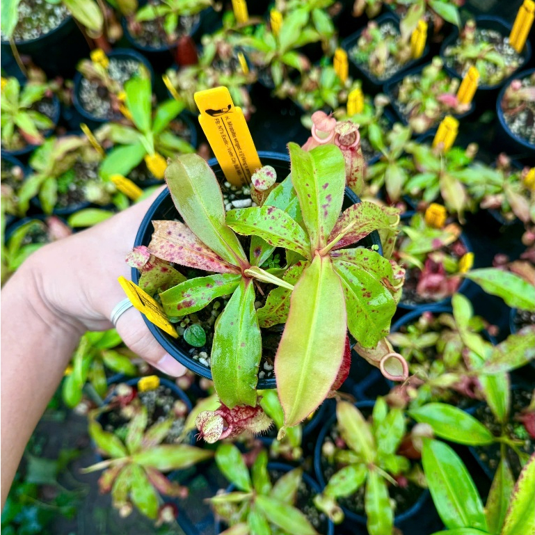 Cây nắp ấm Mirabilis wings x [(Viking x Ampullaria red] x ampullaria]