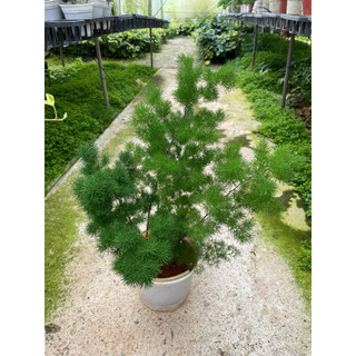 Chậu tùng nho ( tùng gai) size để bàn, trang trí cực xinh